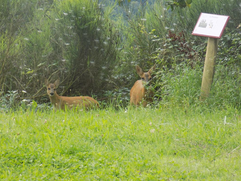 Camping Domaine Vallee Du Tarn Sn Saint-Cirgue Zewnętrze zdjęcie
